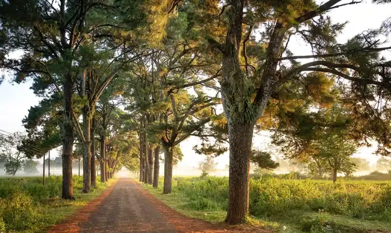 wandelpad met vele bomen langs