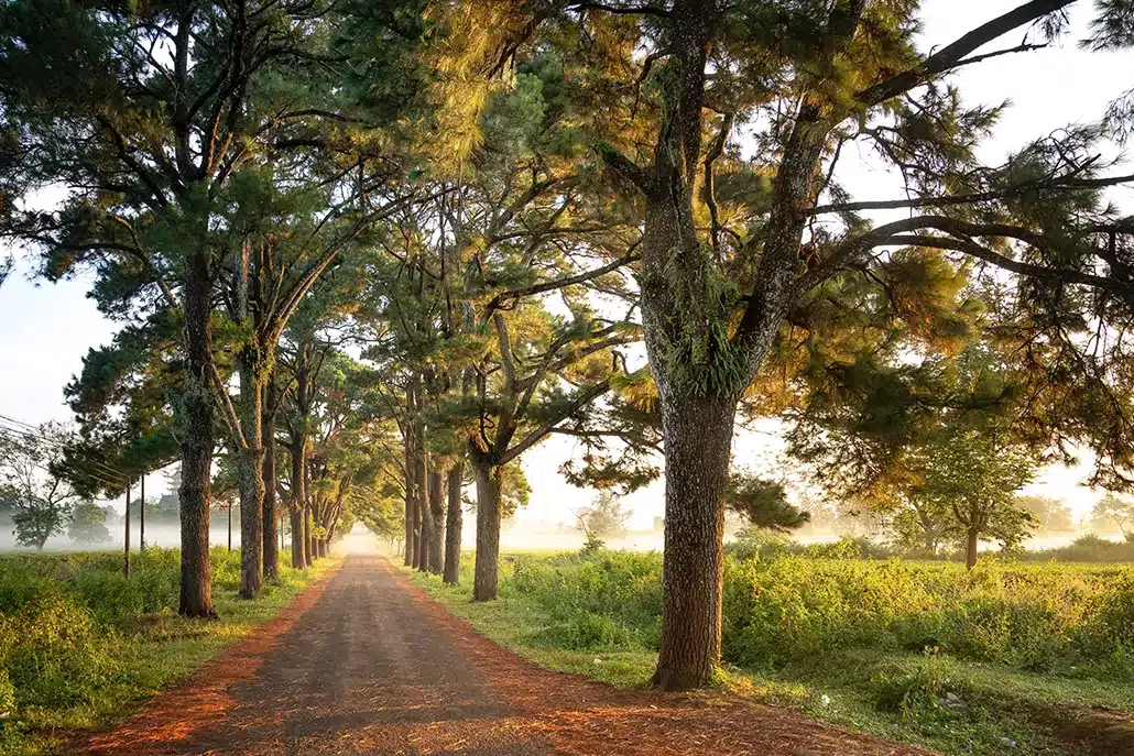 wandelpad met vele bomen langs