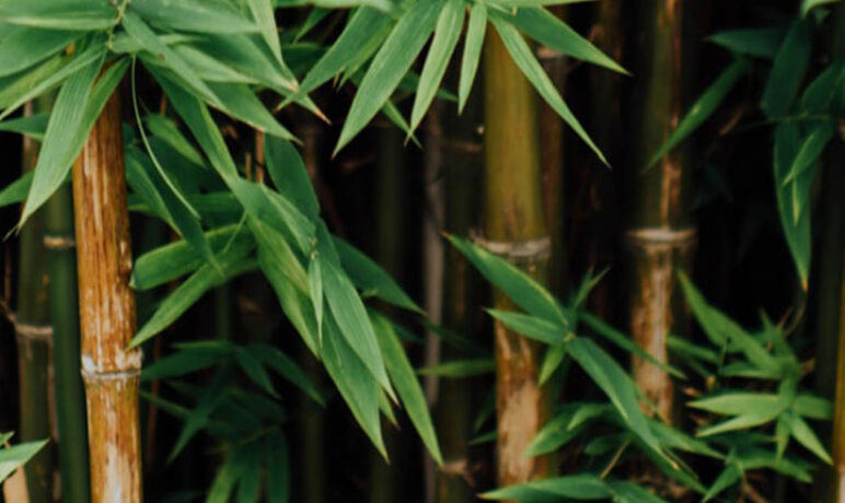 Onthaasten als bamboe